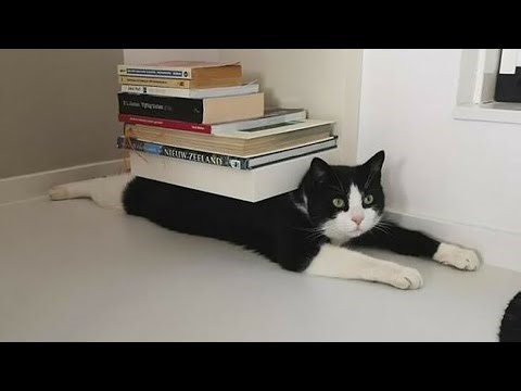 Silly Pets Doing the Dumbest Things! 🤣 #28