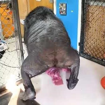 Koko the Gorilla with FLEA from Red Hot Chili Peppers