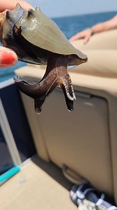 6.1K views · 45 reactions | This is why they call them the fighting conch! #interesting #cool #florida #weird #funnyvideo #PCB #sealife #panamacitybeachflorida #Summer2024 #snorkeling #marinelife #vacation #shellislandolphintours #30A | Shell Island Dolphin Tours LLC | Facebook