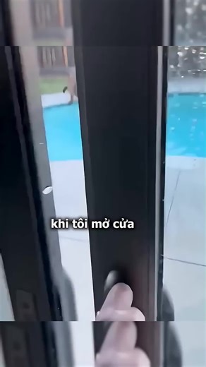 Cứu Sư Tử Núi Con: Một Cuộc Phiêu Lưu Kinh Ngạc
