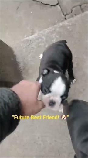 ​"Meeting my new Boston Terrier puppy! 😍"