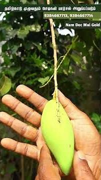 😱 Thai Mango Nam Dok Mai Gold – காலாபாடி இனிப்பு சுவை! Home-ல grow பண்ணலாமா? 🏡🌱