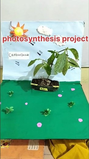 "Photosynthesis Project for Class 7 | Easy School Science Model 🌱✨"