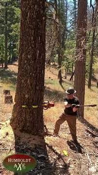 When a Giant Tree Falls… You Feel It. 🌲💥 | Epic Moments in Nature