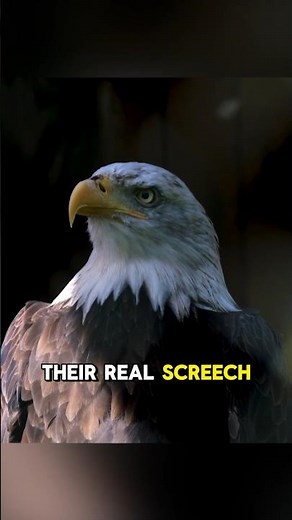 🦅 The Eagle Screech Is a Lie! 🤔 This Is What An Eagle Really Sounds Like ☝️🤓