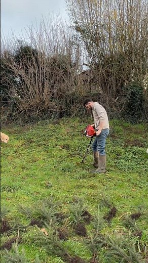 Planting Norway Spruce 🌲
