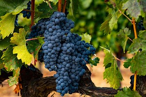 What Is Tempranillo Wine?