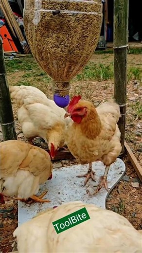 How to Build a DIY Automatic Chicken Feeder #diyfeeder