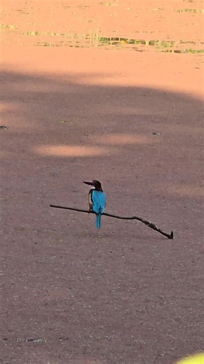 tigress with two cubs ! Jim Corbett National Park jungle safari #post2025シ #postviralシ #posrviral #uttarakhandheaven #bijranizone #viralphotochallenge #fullvideoonmypage #mumbaiguest #safari #PostViral #trend #vlogger #wildlife #travel #Cubs #cube #tigercub | Jim Corbett Wildlife & Nature View