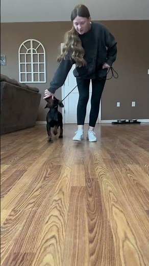 Available AKC Doberman puppy for sale