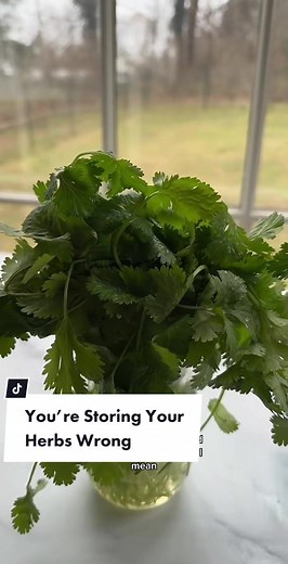 Proper Herb Storage: How to Store Cilantro in Fridge