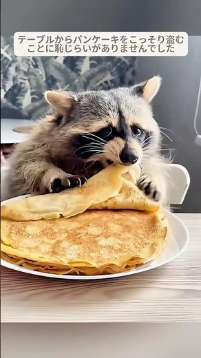 ある家族が裏庭で小さなアライグマの赤ちゃんを見つけ、愛情を込めて引き取った