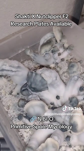 Primitive Spore Mycology on TikTok