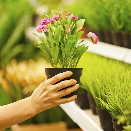 Overcoming Growth Crises With the Greiner Curve - Mindtools