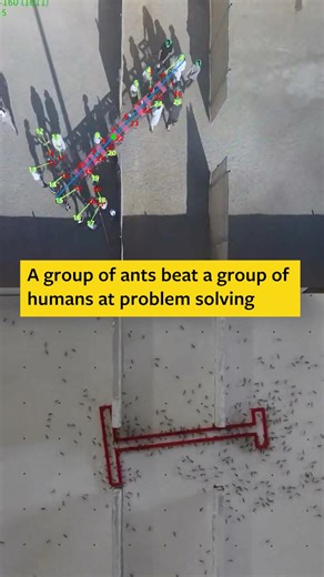 1.3M views · 4.2K reactions | Researchers pitted the collective...