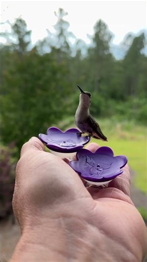 Hummingbird In The Hand #birds #relaxing