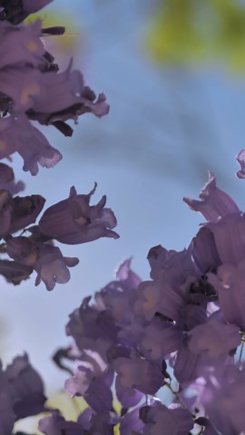 Free Nature Videos: 4K & HD | No Watermark | Download Now