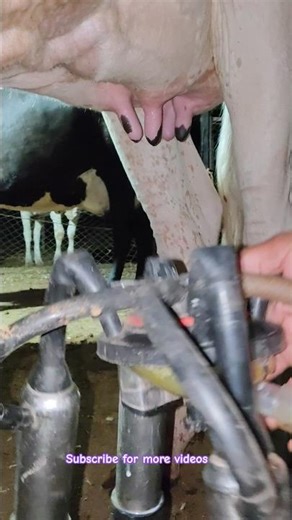 cow milking machine video, milking machine use for easy #shot #cow #dairy tech vision