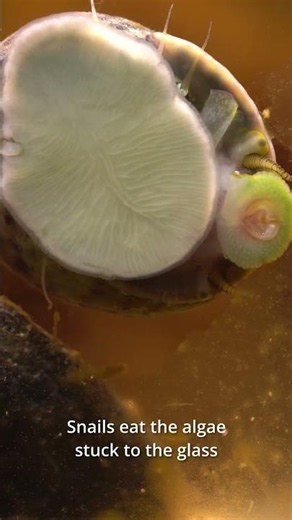 Got algae in your aquarium? Watch what these snails do