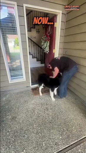 Rambo leveled up! Completed our 2-Week Board & Train Program with Trainer Matt’s fun and expert care