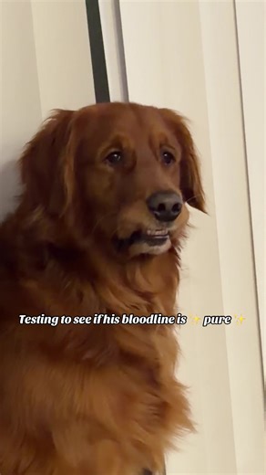 Goldendoodle vs Golden Retriever: Fun Reaction to Duck Sound