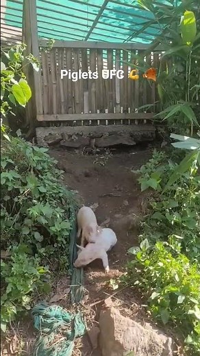 piglets fighting #pigfarmindia #piglets #pig #viral #viralshort #viralvideo