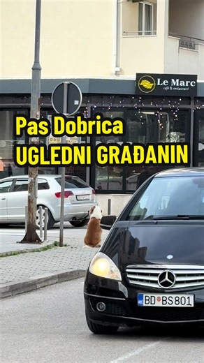 Pas Dobrica, simbol grada Budve. Simbol dobrote i slobode. Svi u gradu ga znaju i poštuju. On nije običan pas, pametniji je od većine ljudi. Kažu da Dobrica ima vlasnika, ili bolje reći “imao” vlasnika. Još kao beba dobio je ime Bruno. Nikad nije bio vezan, zatvaran i ograničavan. Nikad nije naučen na povodac i ogrlicu. Te zbog toga ni dan danas ne dozvoljava da mu se stavi ni ogrlica ni povodac. Volonteri su mu pravili kućice, otvarali mu vrata od stana da udje i prespava u toplom. Ali on nikad