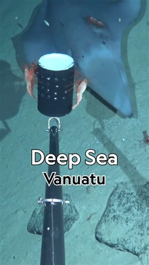 One of your favorite moments in 2025 was a look into the deep in Vanuatu! #Bestof2025 Millions of you joined us for a glimpse into the deep-sea of this Pacific Island nation. This footage will support the country's marine spatial planning and ocean protection efforts. What are all these incredible creatures? Here they are, in order: Sixgill stingray (Hexatrygon bickelli) Two-spot red snapper (Lutjanus bohar) Spiny lobster (Palinuridae sp.) Duck-billed eel (Nettastoma sp.) Vanuatu nautilus (Nauti
