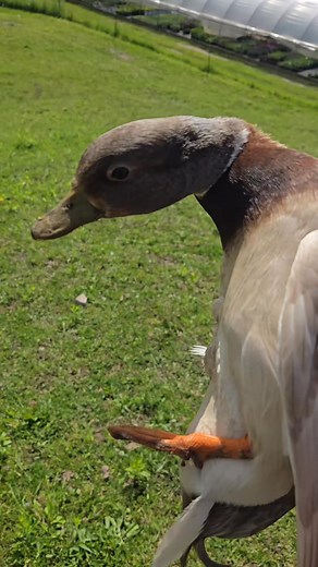 4.7K views · 30 reactions | call duck flying | Hashtag Birds | Facebook