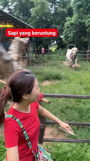 1.4M views · 13K reactions | Sapi beruntung #peternakan #sapi #reels | Peternak Kambing Milenial | Facebook