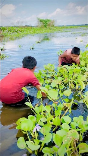 Epic Net Pulling Fishing in the Village Bill #shortsfeed #fish #fishing #fishinglife #mass #nature
