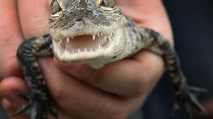 Jury might decide cruelty case with 632 'pets'