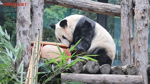 Giant panda Ya Ya: Just another joyful day with my favorite food and toys! | People's Daily, China