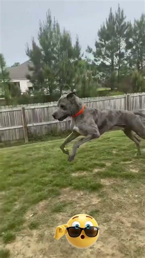 Funny pet fails 2026😂 #viral #shorts