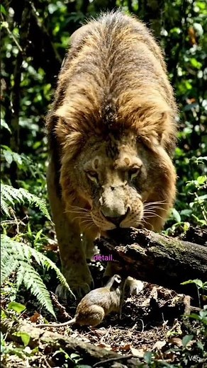 The Lion and the Mouse | Short Moral Story 🦁🐭 | Kindness Always Wins#short