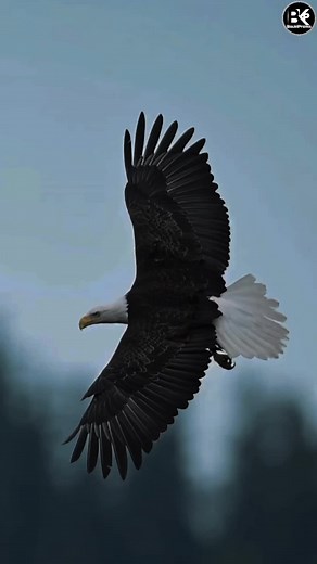 Bouki Promo: Creative CapCut Video Edits