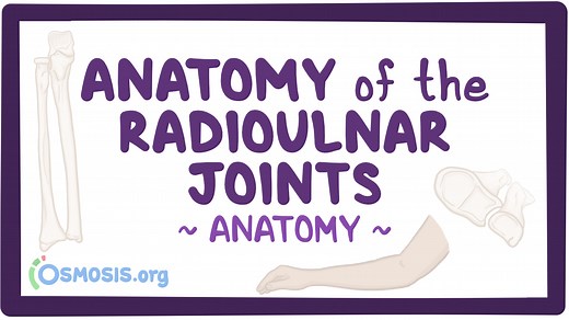 Anatomy of the radioulnar joints: Video, Causes, & Meaning | Osmosis