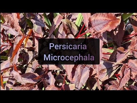 Persicaria Microcephala: How to grow this plant and propagate cuttings.