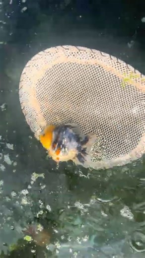 Red crowned goldfish! I left the reddest color! Breeding next year #goldfish #koi #fish