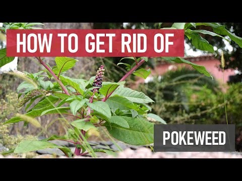 How to Get Rid of Pokeweed [DIY Weed Management]