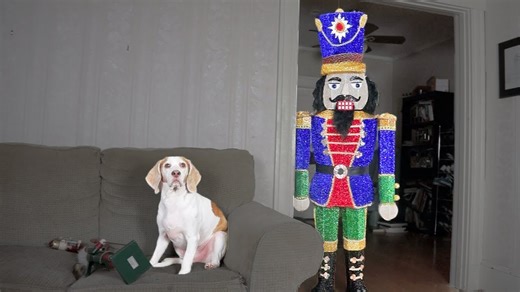 Dog cracks up demolishing giant nutcracker