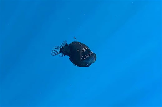 Photographer Captures Rarely Seen Black Seadevil Anglerfish Swimming Near Surface