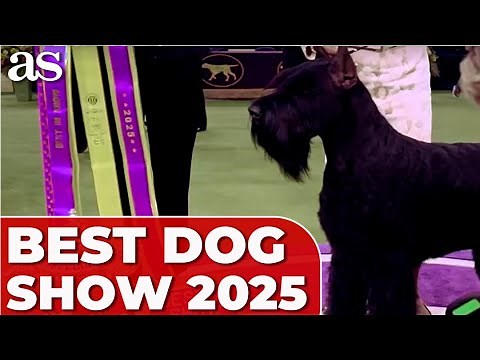 Monty the GIANT SCHNAUZER WINS BEST IN DOG SHOW at Westminster 2025! 🏆🐶
