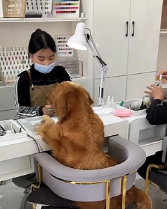 638K views · 10K reactions | Dogs imitating people藍 | Handy Dandy | Facebook