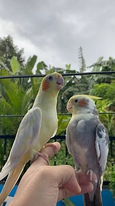 Cockatiel chirping sound ♥️🎶 | Esperedion Rada