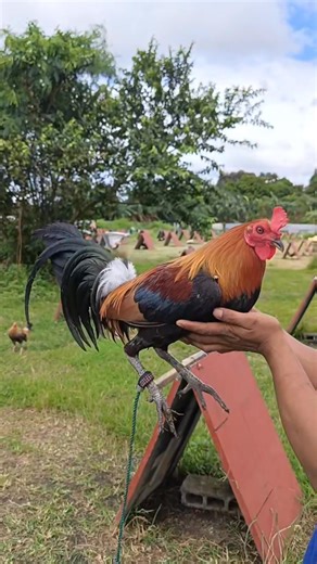 McLean Blueface Hatch, for 2026 stag season | Jab Brothers Farm