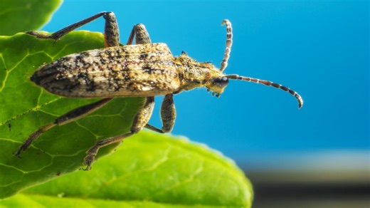 What Causes Pepper Fruits to Drop Early? Pepper Weevils Explained