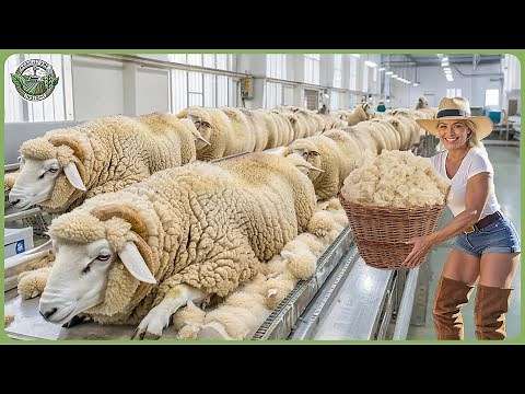 How Million Tons of Sheep Wool And Meat Are Produced In Modern Factory
