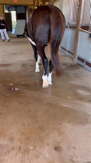 Cutie miss honey strutting her stuff down the isle 😆🥰 | Helios Equine Performance and Rehabilitation Center
