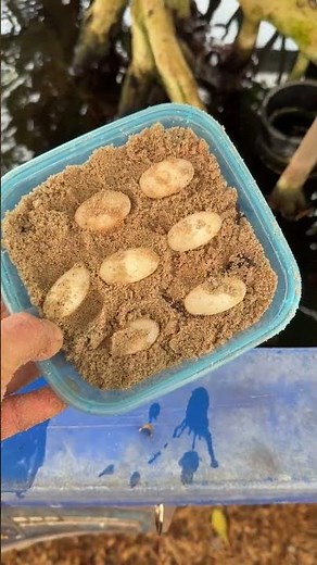 First Turtle Egg Check of 2025! #Turtle #Hatching #Reptile